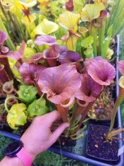 SFA05 Sarracenia flava var. atropurpurea -- (All red form, Blackwater River State Forest, FLW, (F27A, MK) x “Kimber Red Ruffles”(F195, MK))