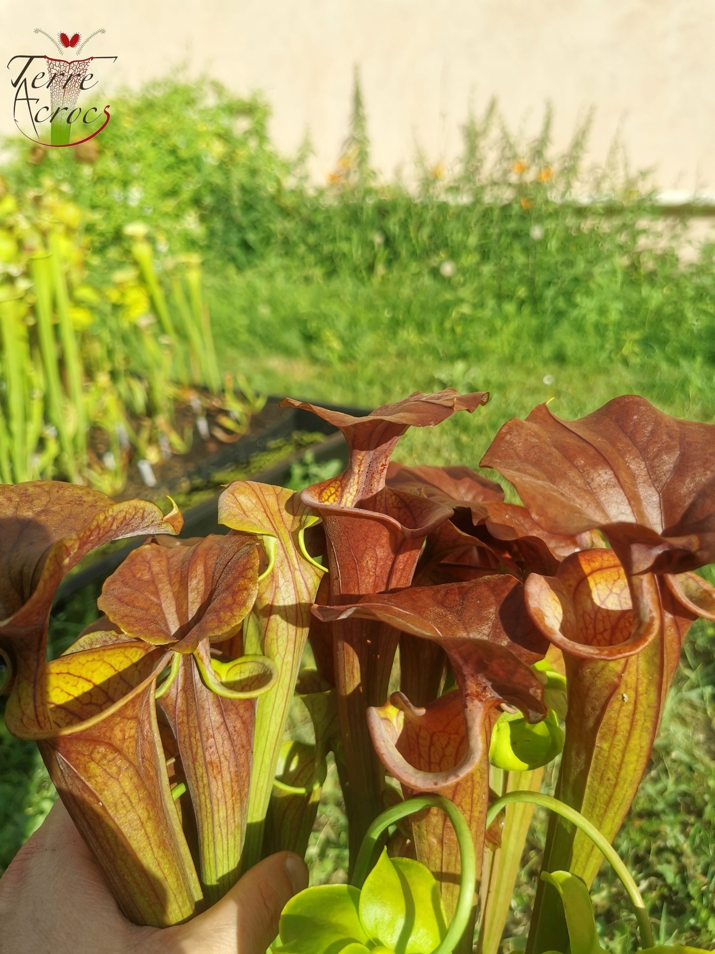 SFA05 Sarracenia flava var. atropurpurea -- (All red form, Blackwater River State Forest, FLW, (F27A, MK) x “Kimber Red Ruffles”(F195, MK))