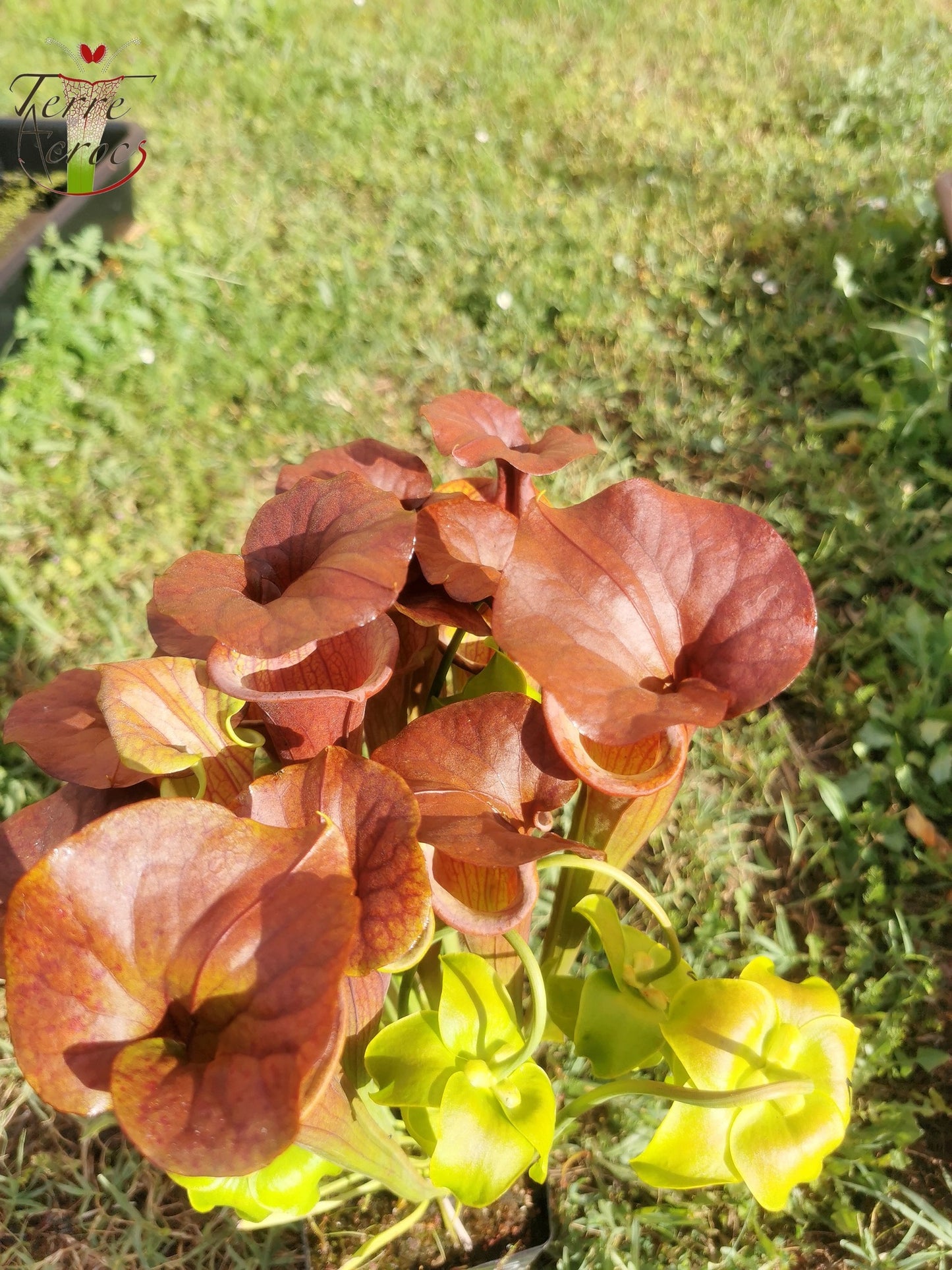 SFA05 Sarracenia flava var. atropurpurea -- (All red form, Blackwater River State Forest, FLW, (F27A, MK) x “Kimber Red Ruffles”(F195, MK))