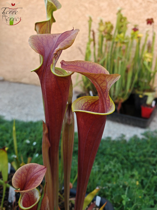 SFA05 Sarracenia flava var. atropurpurea -- (All red form, Blackwater River State Forest, FLW, (F27A, MK) x “Kimber Red Ruffles”(F195, MK))