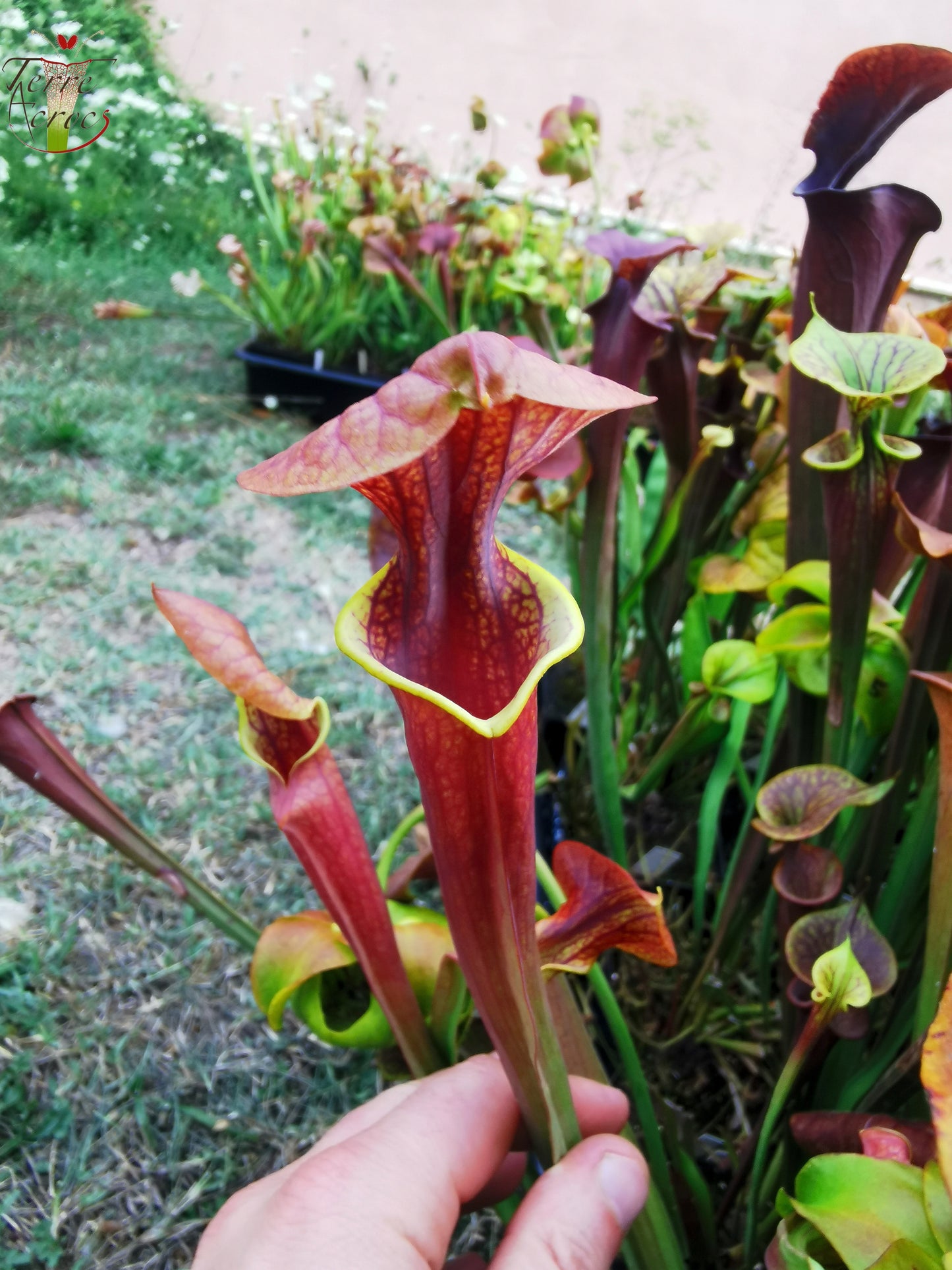 SFA05 S. flava var. atropurpurea -- (All red form, Blackwater River State Forest, FLW, (F27A, MK) x “Kimber Red Ruffles”(F195, MK))