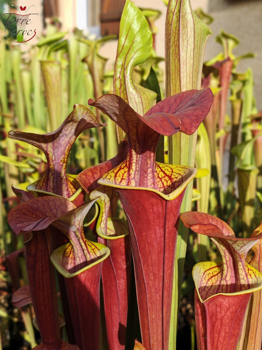 SFA05 Sarracenia flava var. atropurpurea – (Alle roten Formen, Blackwater River State Forest, FLW, (F27A, MK) x „Kimber Red Ruffles“ (F195, MK))