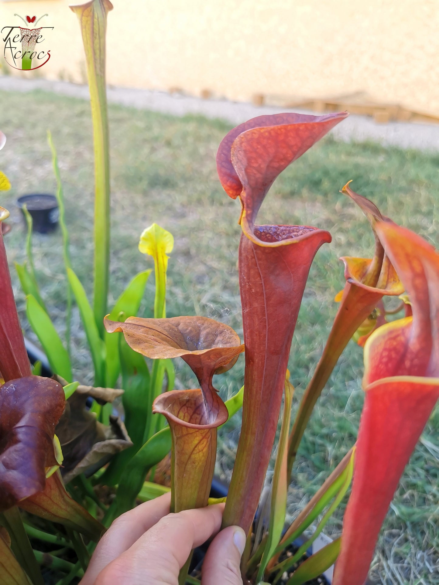 SFA05 S. flava var. atropurpurea -- (All red form, Blackwater River State Forest, FLW, (F27A, MK) x “Kimber Red Ruffles”(F195, MK))