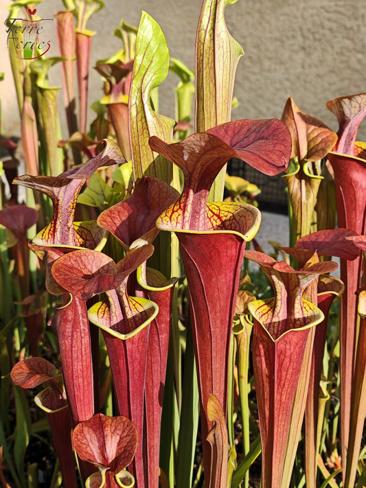 SFA05 Sarracenia flava var. atropurpurea – (Alle roten Formen, Blackwater River State Forest, FLW, (F27A, MK) x „Kimber Red Ruffles“ (F195, MK))