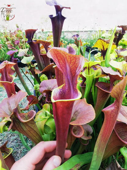 SFA05 Sarracenia flava var. atropurpurea -- (All red form, Blackwater River State Forest, FLW, (F27A, MK) x “Kimber Red Ruffles”(F195, MK))