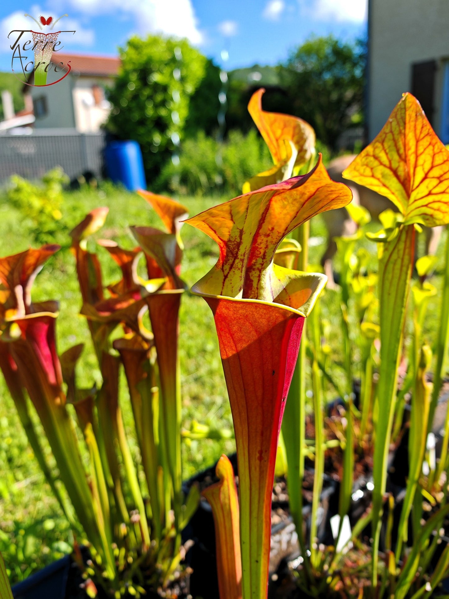 SFA06 Sarracenia flava var. atropurpurea -- ‘Waccamaw’ (F304, MK)