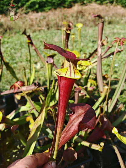 SFA06 Sarracenia flava var. atropurpurea -- ‘Waccamaw’ (F304, MK)