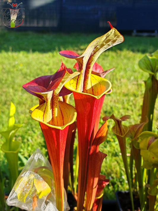 SFA06 Sarracenia flava var. atropurpurea -- ‘Waccamaw’ (F304, MK)