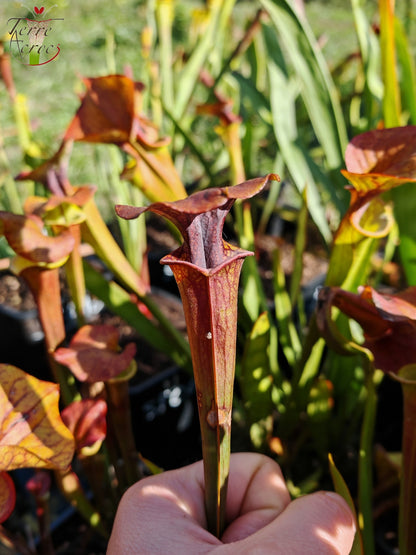 SFA08 Sarracenia flava var. atropurpurea -- (F196c, Msrba)