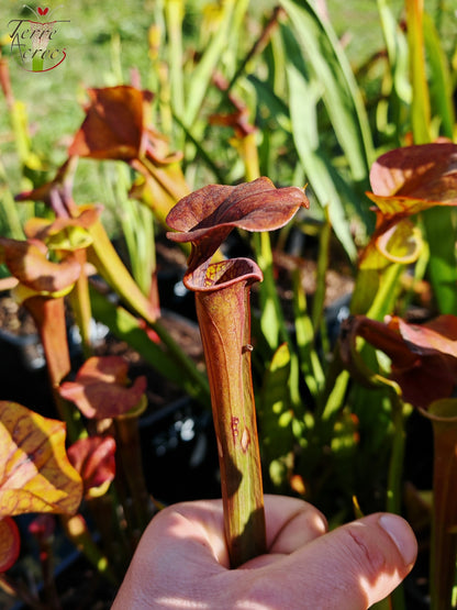 SFA08 Sarracenia flava var. atropurpurea -- (F196c, Msrba)