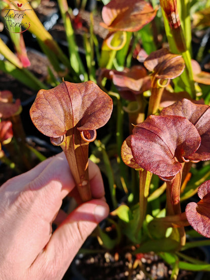 SFA08 Sarracenia flava var. atropurpurea -- (F196c, Msrba)