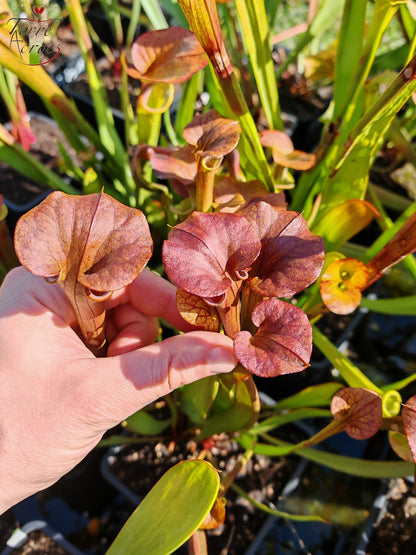 SFA08 Sarracenia flava var. atropurpurea -- (F196c, Msrba)