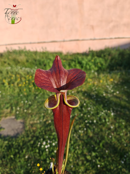 SFA08 Sarracenia flava var. atropurpurea -- (F196c, Msrba)
