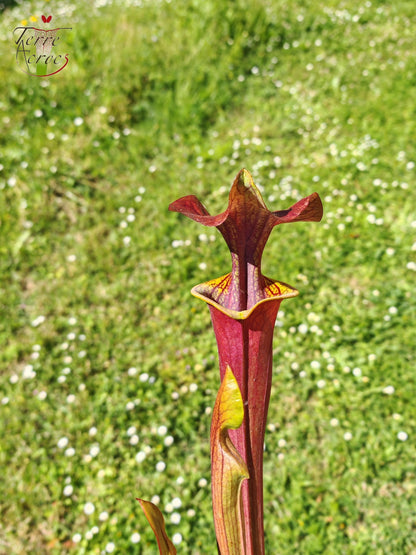 SFA08 Sarracenia flava var. atropurpurea -- (F196c, Msrba)