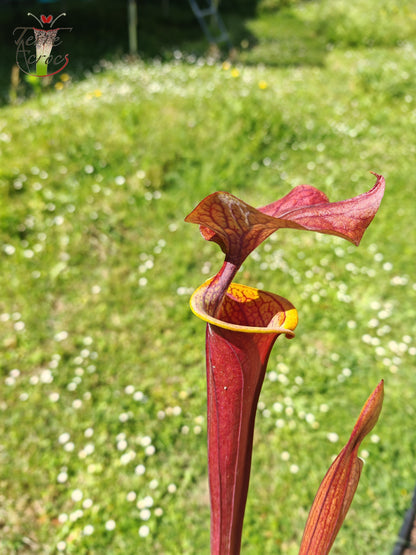 SFA08 Sarracenia flava var. atropurpurea -- (F196c, Msrba)