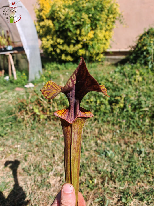 SFA10 : Sarracenia flava var. atropurpurea – Heavily Veined inner lid and deep coloured throat markings, turning all read (F198, MK)