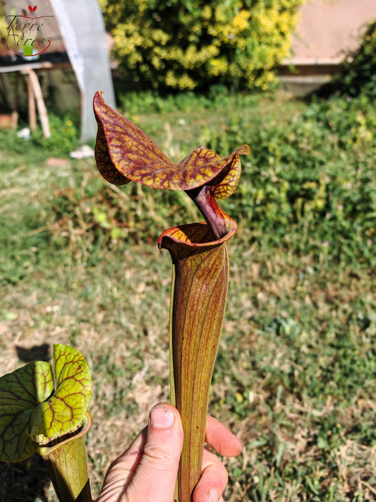 SFA10 : Sarracenia flava var. atropurpurea – Heavily Veined inner lid and deep coloured throat markings, turning all read (F198, MK)