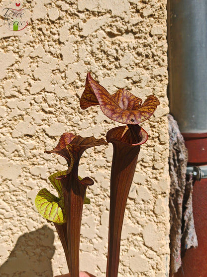 SFA10 : Sarracenia flava var. atropurpurea – Heavily Veined inner lid and deep coloured throat markings, turning all read (F198, MK)