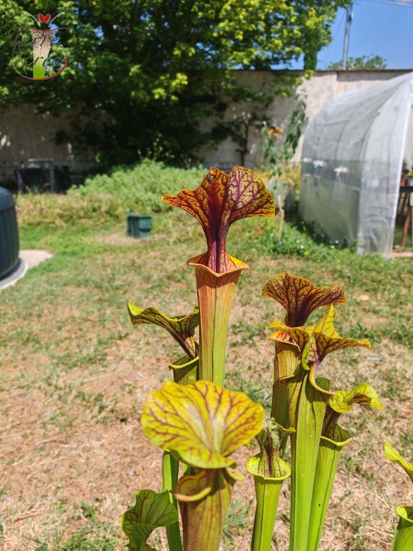 SFA10: Sarracenia flava var. atropurpurea – Heavily Veined inner lid and deep colored throat markings, turning all read (F198, MK)