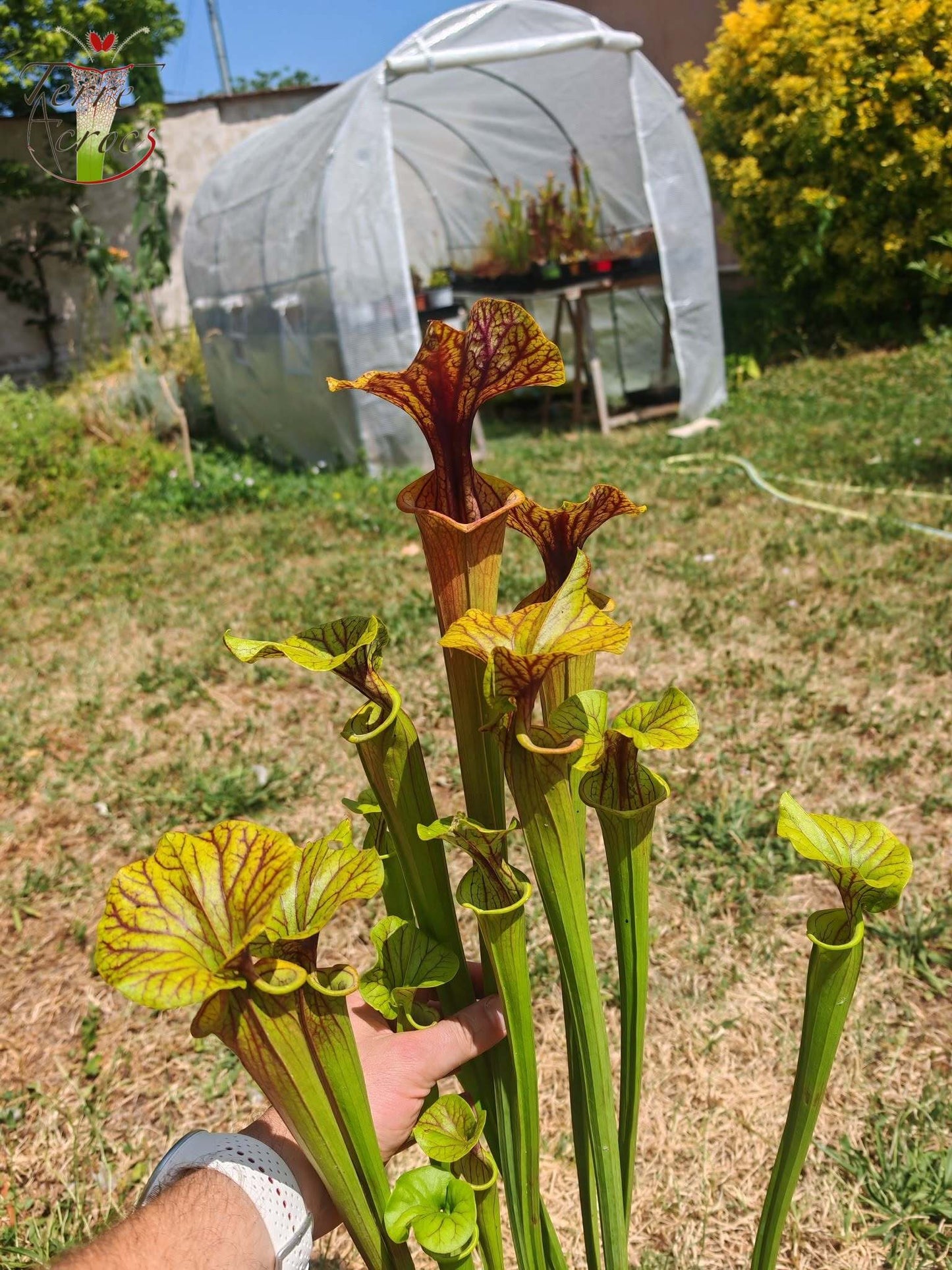 SFA10: Sarracenia flava var. atropurpurea – Heavily Veined inner lid and deep colored throat markings, turning all read (F198, MK)