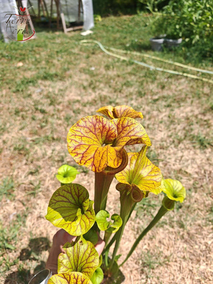 SFA10: Sarracenia flava var. atropurpurea – Heavily Veined inner lid and deep colored throat markings, turning all read (F198, MK)