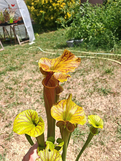 SFA10: Sarracenia flava var. atropurpurea – Stark geäderter Innendeckel und tief gefärbte Schlundzeichnungen, die sich ganz rot färben (F198, MK)