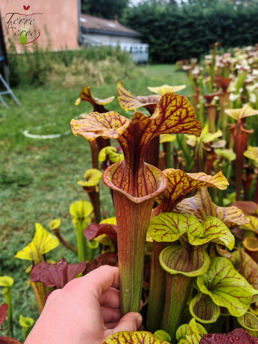 SFA10 : Sarracenia flava var. atropurpurea – Heavily Veined inner lid and deep coloured throat markings, turning all read (F198, MK)