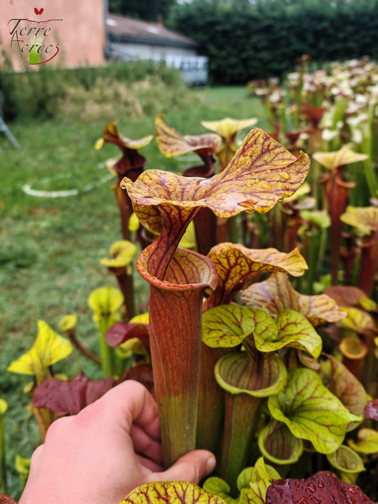 SFA10 : Sarracenia flava var. atropurpurea – Heavily Veined inner lid and deep coloured throat markings, turning all read (F198, MK)