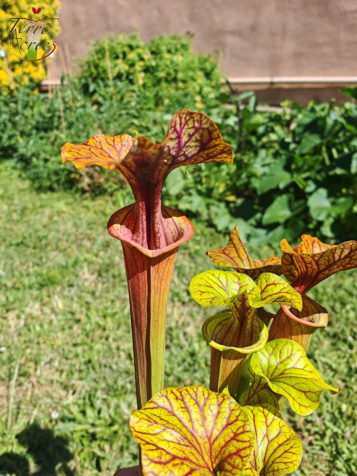 SFA10: Sarracenia flava var. atropurpurea – Heavily Veined inner lid and deep colored throat markings, turning all read (F198, MK)