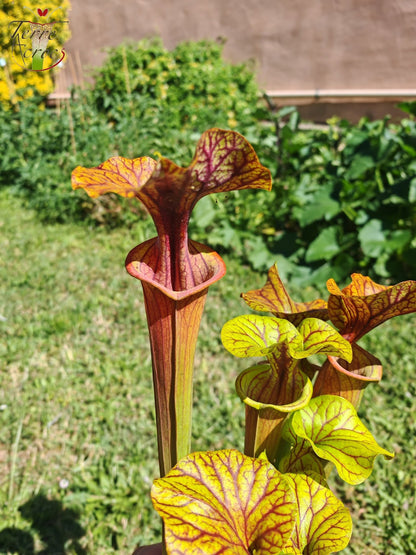 SFA10: Sarracenia flava var. atropurpurea – Heavily Veined inner lid and deep colored throat markings, turning all read (F198, MK)