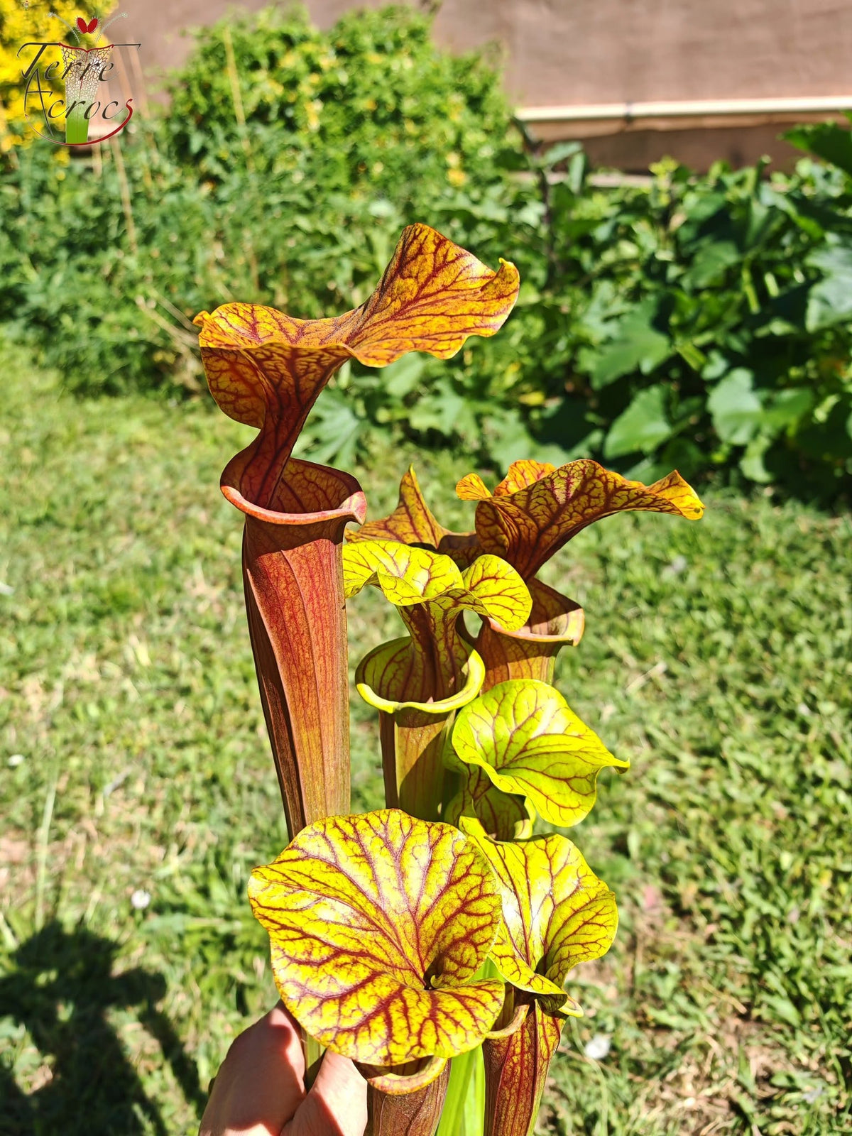 SFA10: Sarracenia flava var. atropurpurea – Heavily Veined inner lid and deep colored throat markings, turning all read (F198, MK)