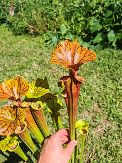 SFA10: Sarracenia flava var. atropurpurea – Heavily Veined inner lid and deep colored throat markings, turning all read (F198, MK)