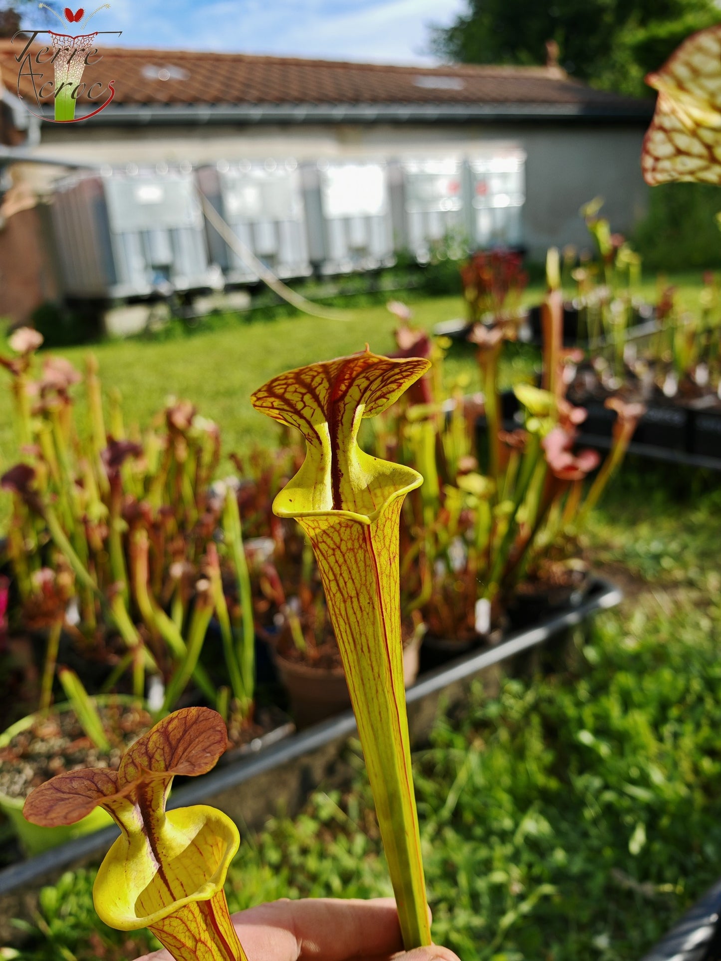 SFC03 Sarracenia flava var. cuprea -- Very Large form, Phil Sheridan (F153, MK)