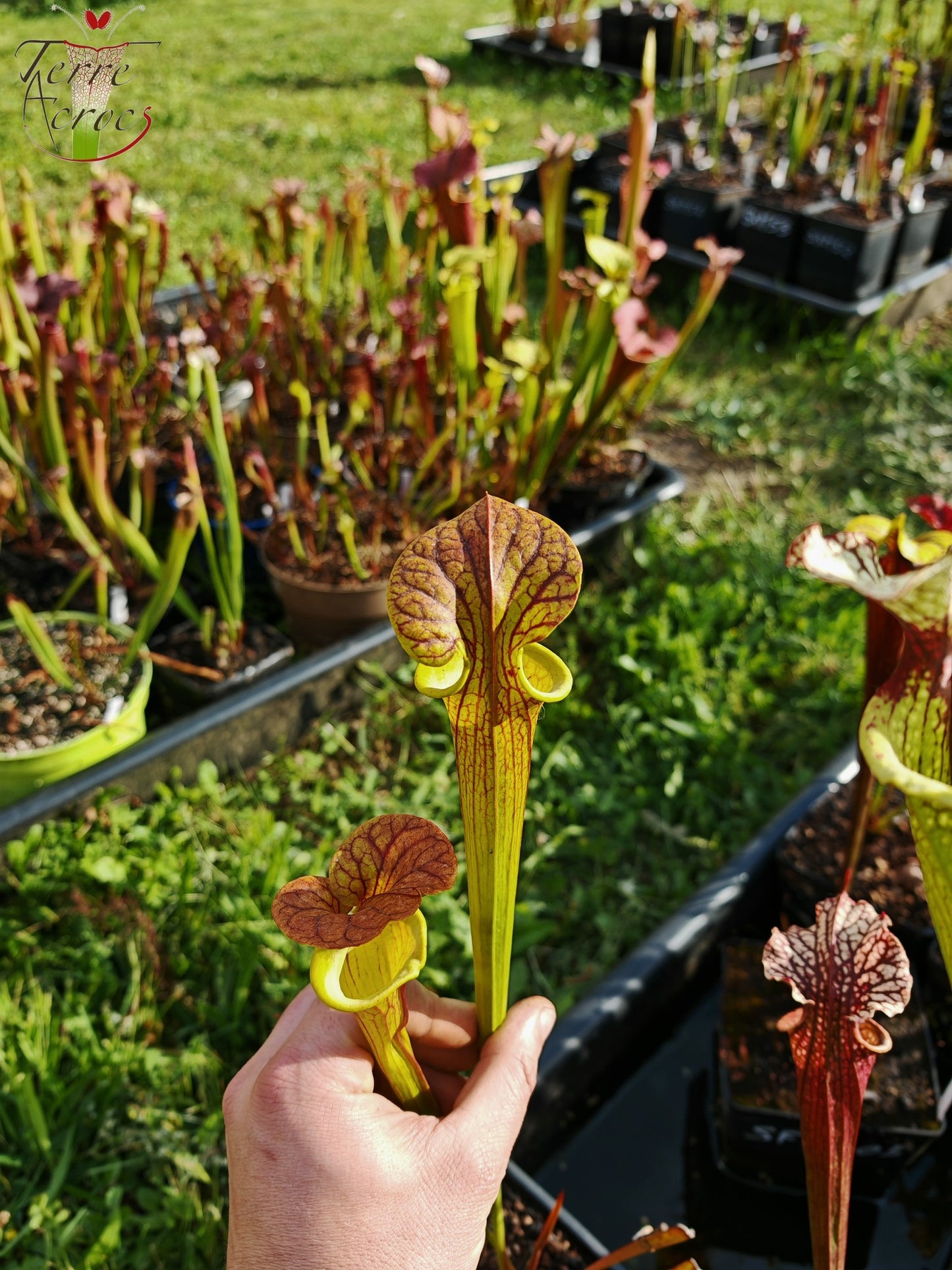 SFC03 Sarracenia flava var. cuprea -- Very Large form, Phil Sheridan (F153, MK)