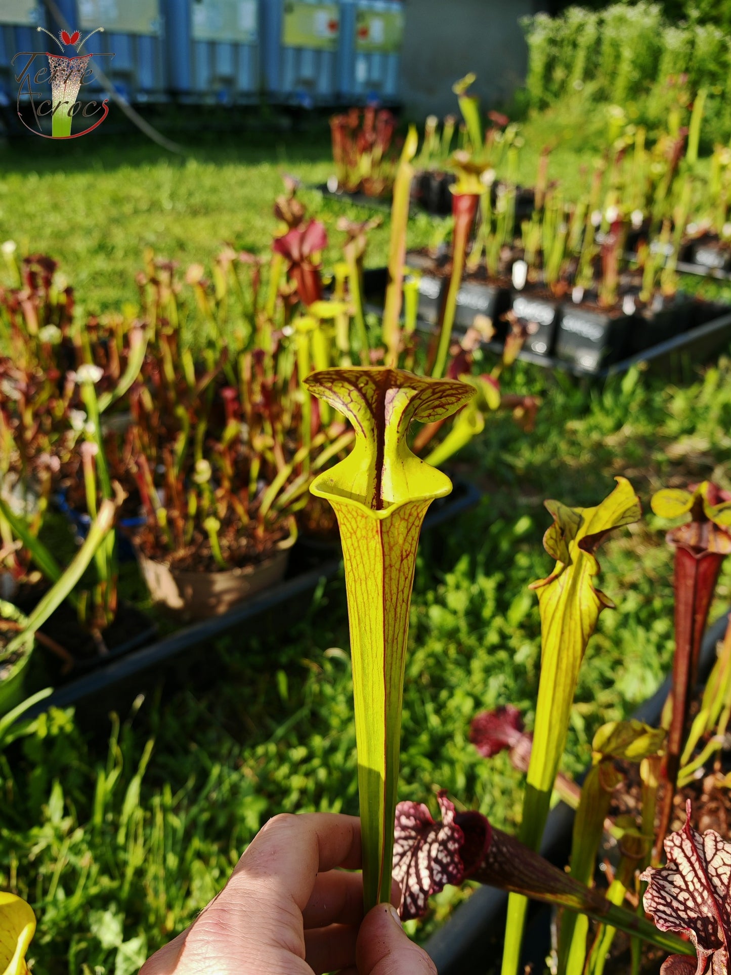 SFC03 Sarracenia flava var. cuprea -- Very Large form, Phil Sheridan (F153, MK)