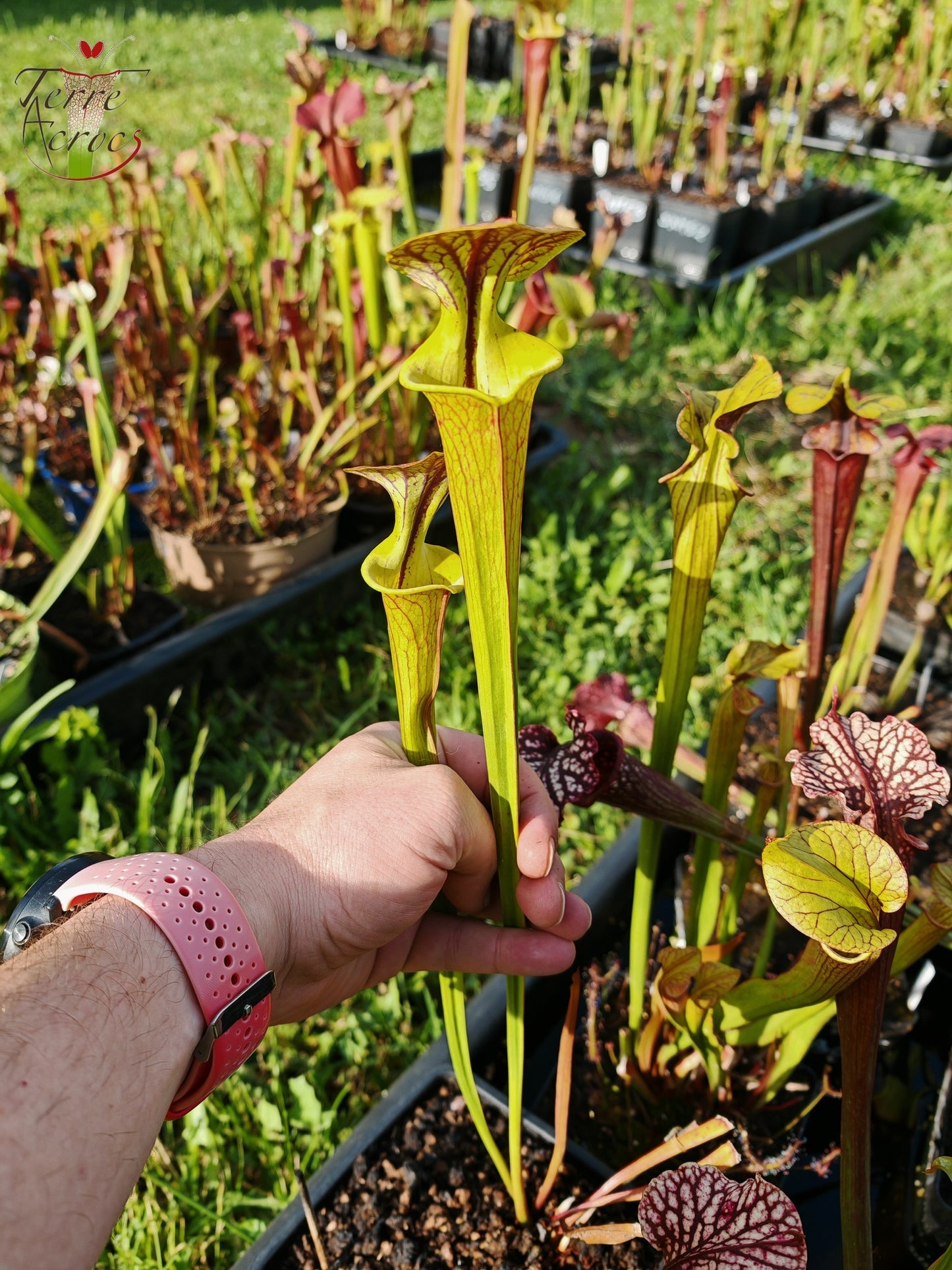 SFC03 Sarracenia flava var. cuprea -- Very Large form, Phil Sheridan (F153, MK)