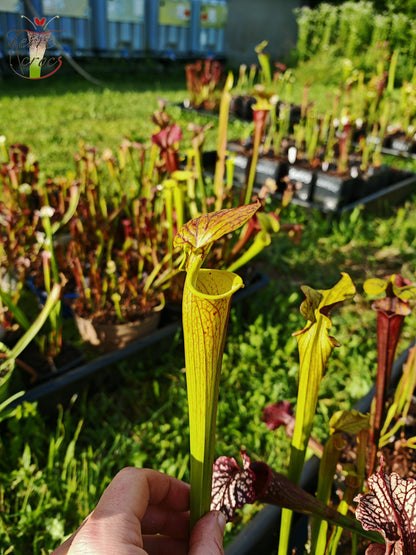 SFC03 Sarracenia flava var. cuprea -- Very Large form, Phil Sheridan (F153, MK)