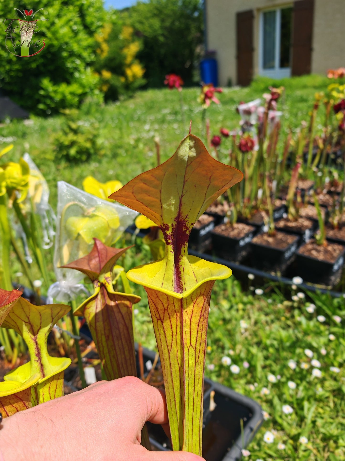 SFC04 Sarracenia flava var. cuprea -- Very Large, veined with a red line in the neck, dark copper lid in spring (CT2, CK)