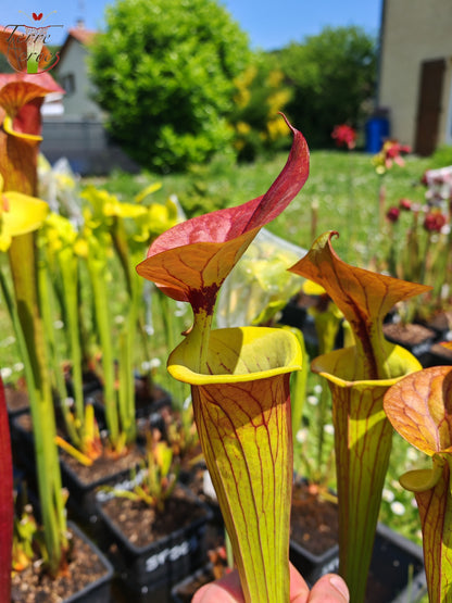 SFC04 Sarracenia flava var. cuprea -- Very Large, veined with a red line in the neck, dark copper lid in spring (CT2, CK)