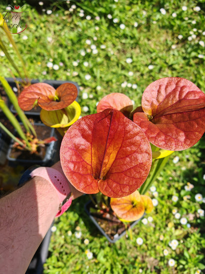 SFC04 Sarracenia flava var. cuprea -- Very Large, veined with a red line in the neck, dark copper lid in spring (CT2, CK)