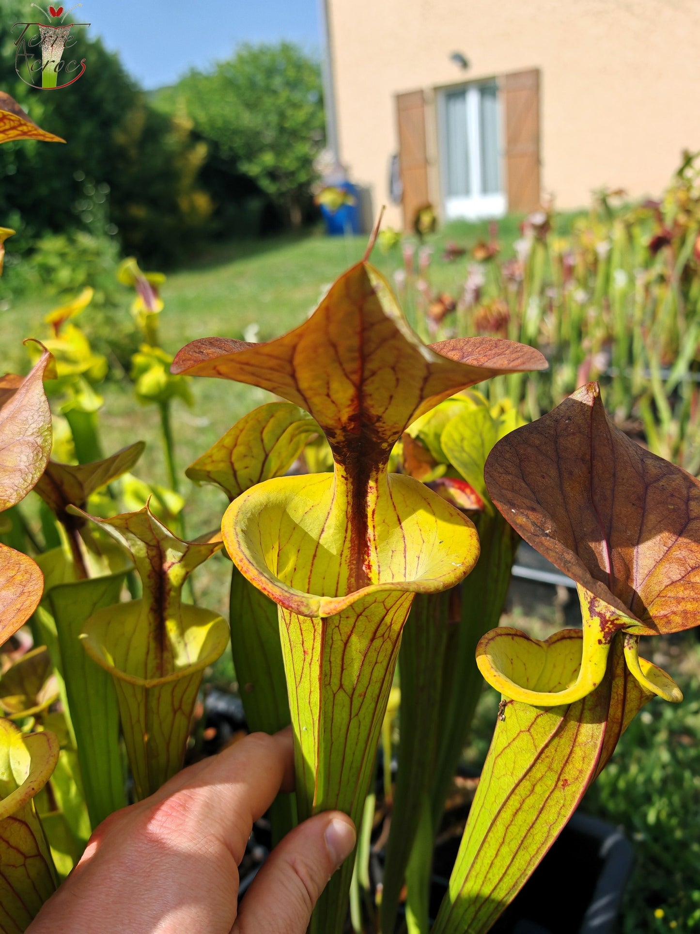 SFC04 Sarracenia flava var. cuprea -- Very Large, veined with a red line in the neck, dark copper lid in spring (CT2, CK)
