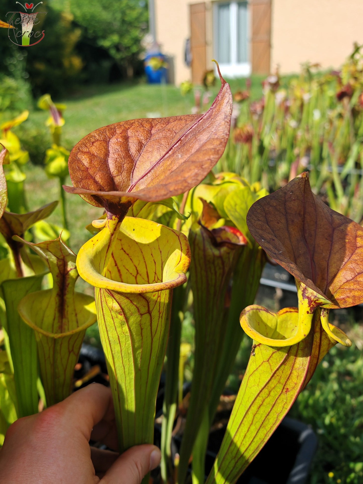 SFC04 Sarracenia flava var. cuprea -- Very Large, veined with a red line in the neck, dark copper lid in spring (CT2, CK)