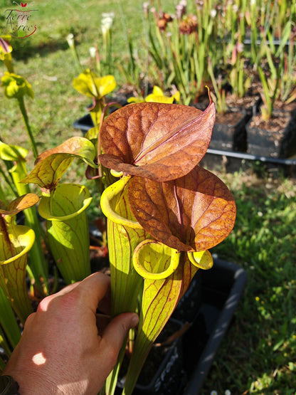 SFC04 Sarracenia flava var. cuprea -- Very Large, veined with a red line in the neck, dark copper lid in spring (CT2, CK)