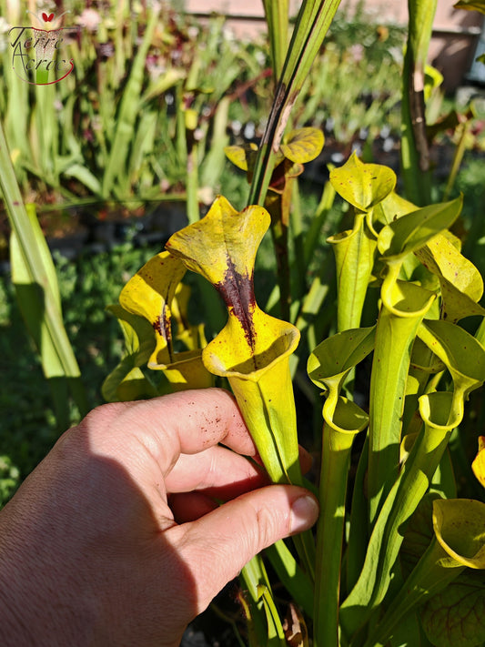 SFF01 Sarracenia flava -- small form, black spot