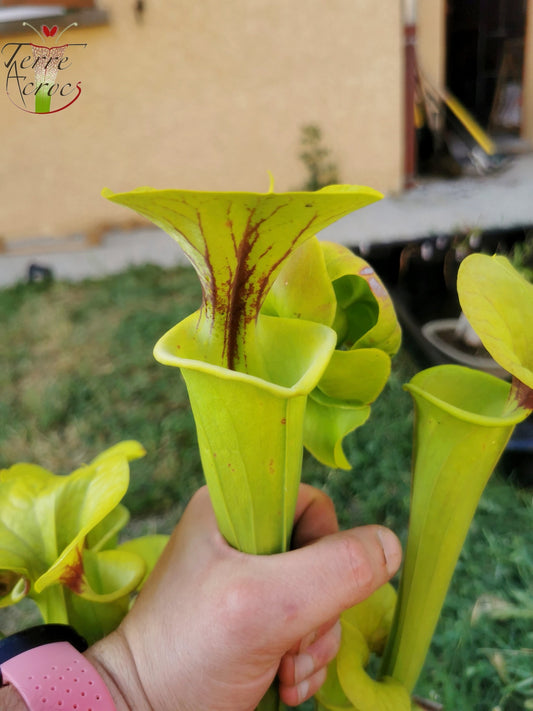 SFF02 Sarracenia flava var. flava -- “Maxima” (Adrian Slack clone) (F11, MK)