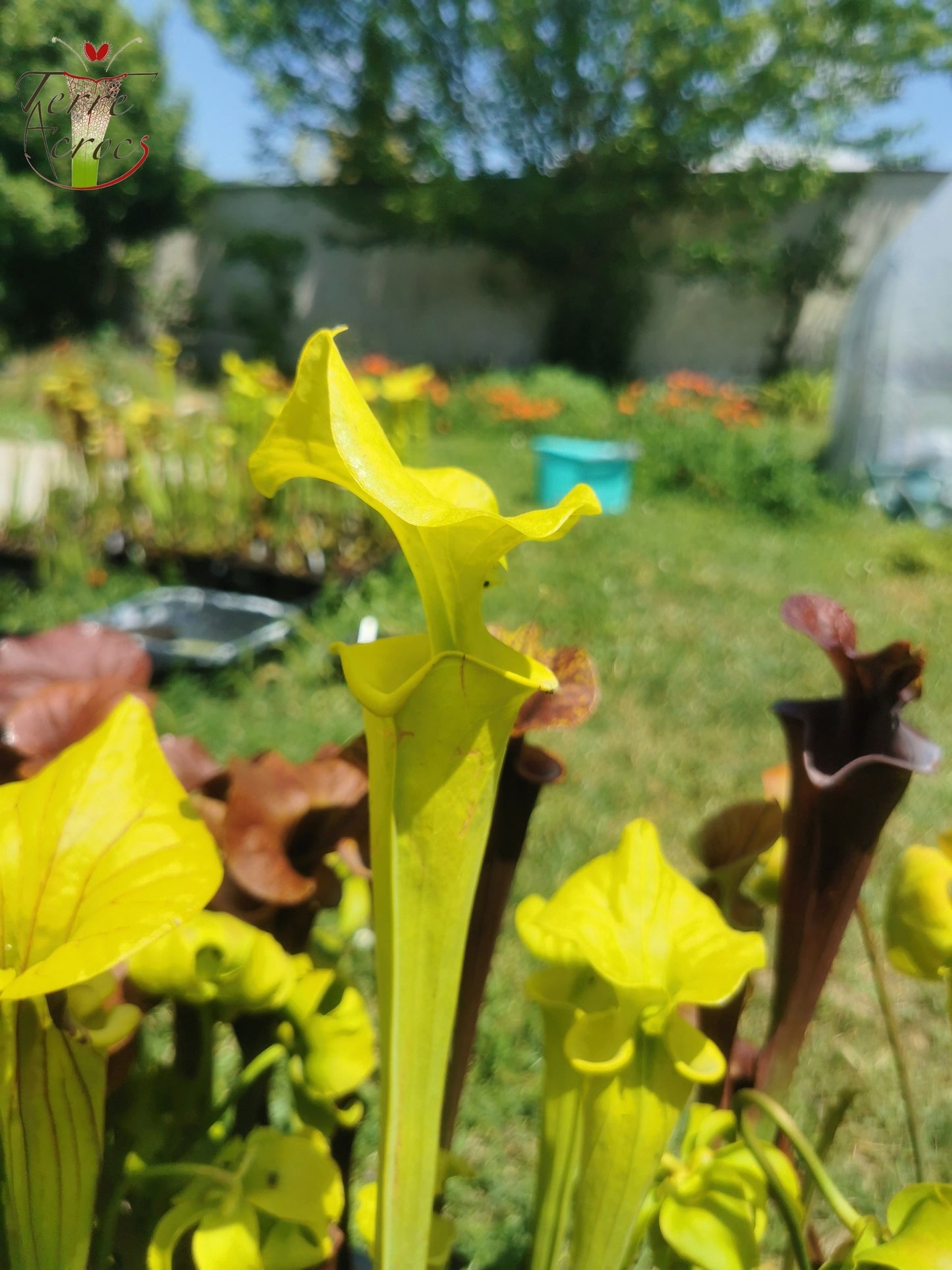 SFM01  Sarracenia flava var. maxima -- Very tall (F266, MK)