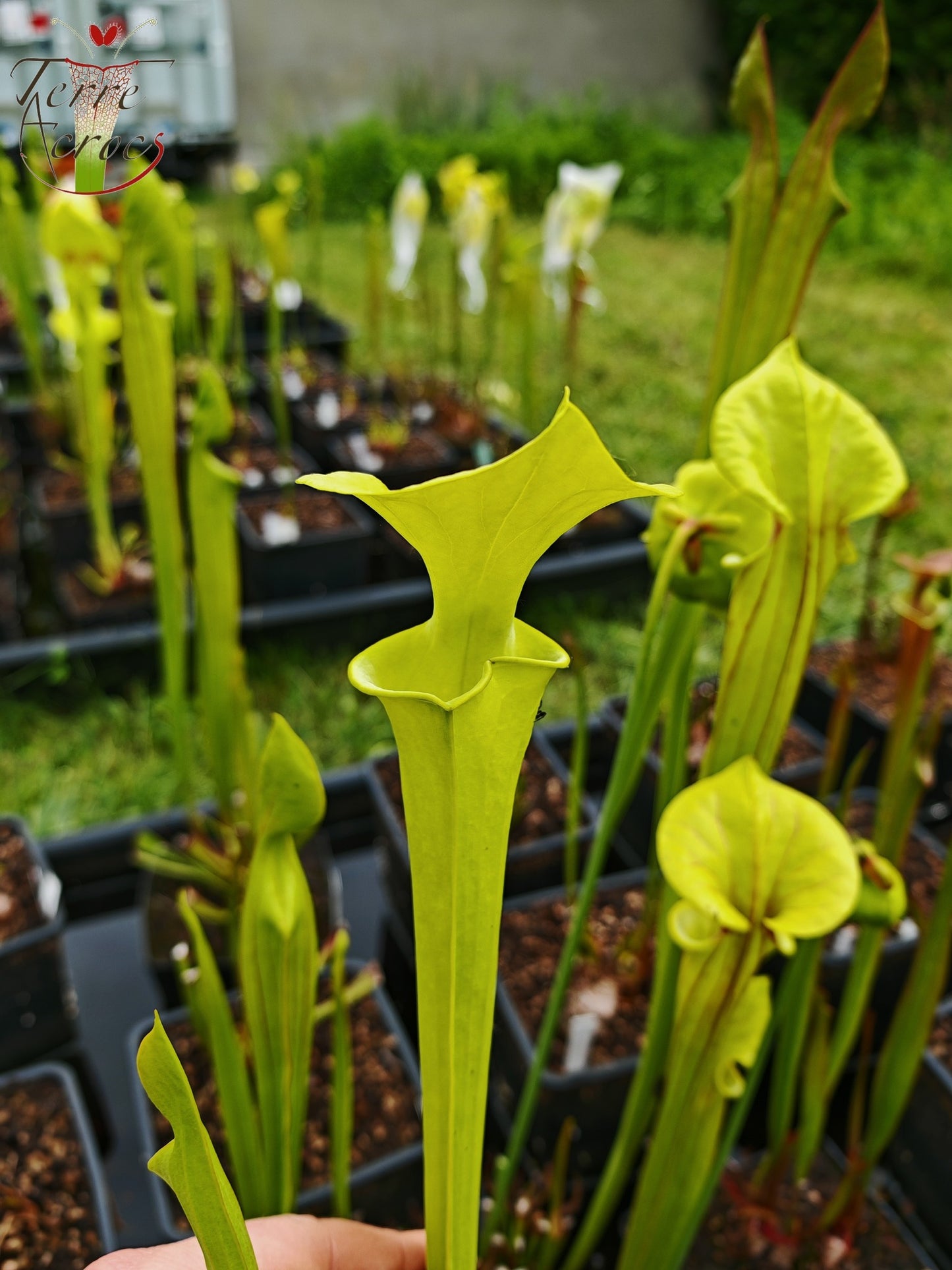 SFM01  Sarracenia flava var. maxima -- Very tall (F266, MK)