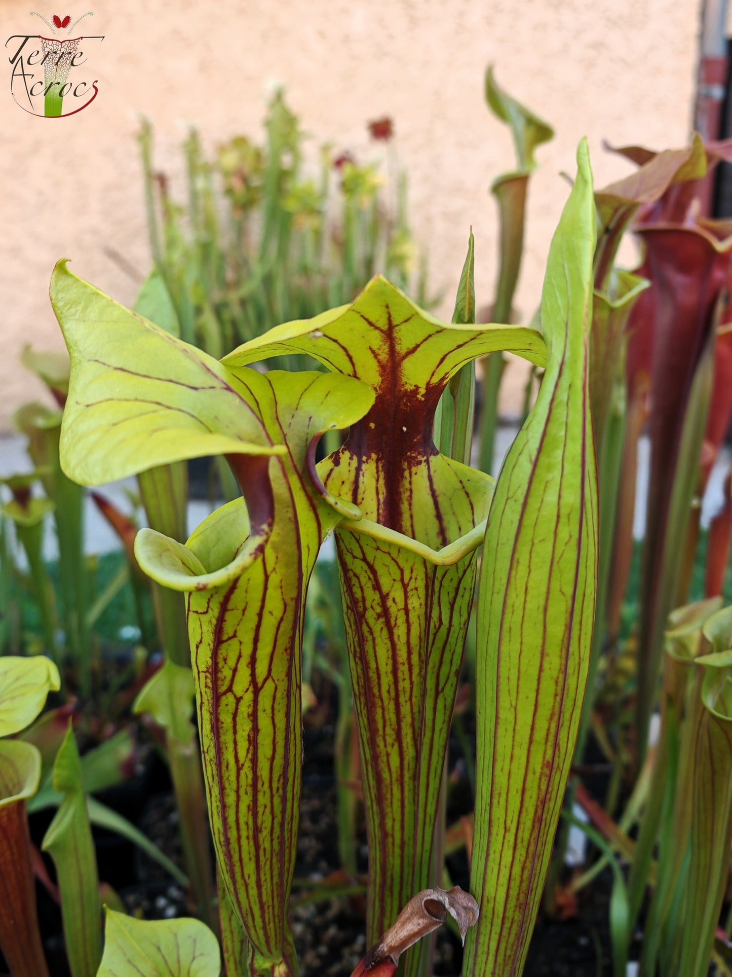 SFO01 Sarracenia flava var. ornata -- Gulf Coast. Heavy veins, Apalachicola,W, (AH) (F36, MK)