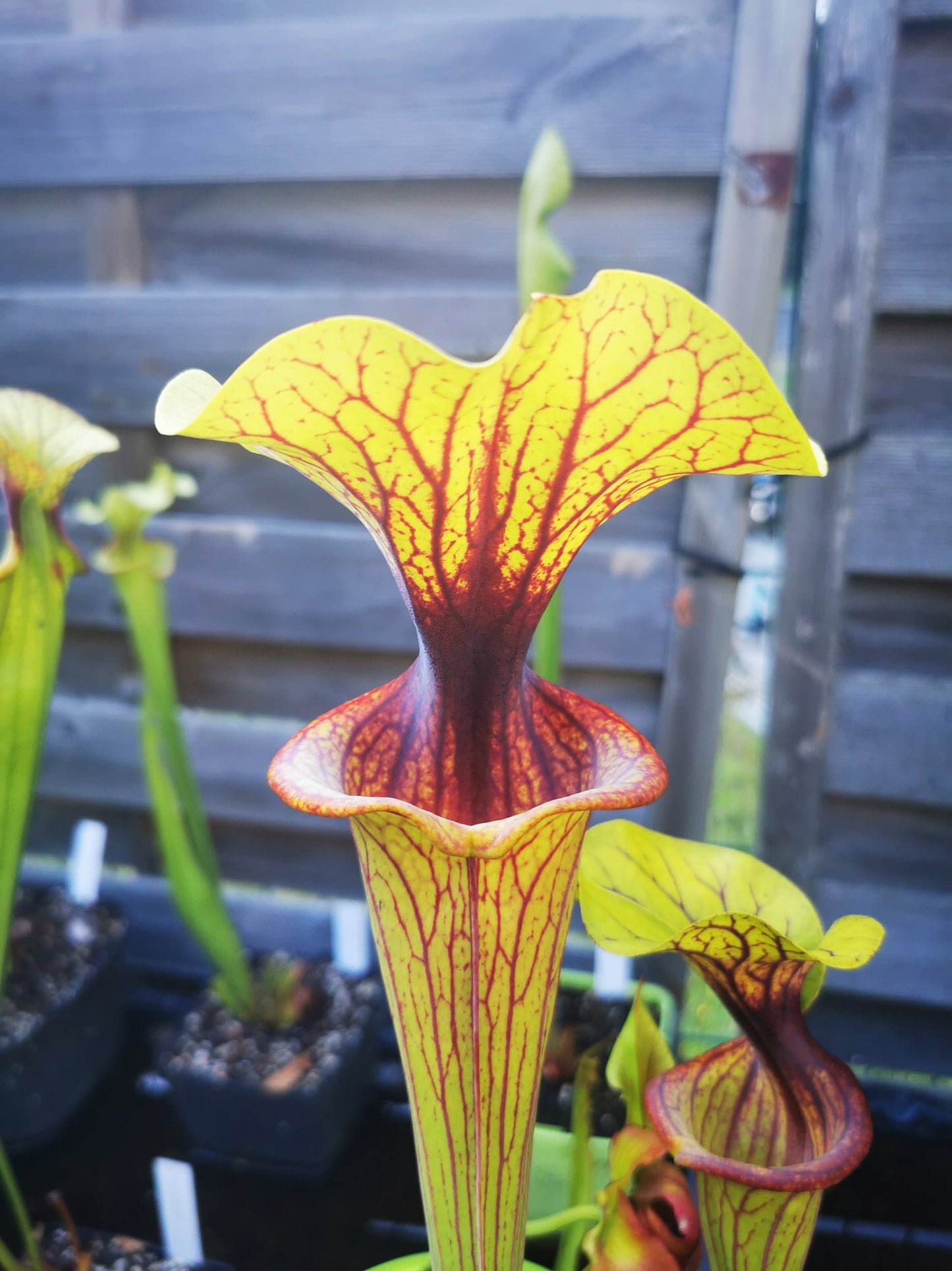 SFO02 Sarracenia flava var. ornata – „Solid Red Throat“ (F88, MK)