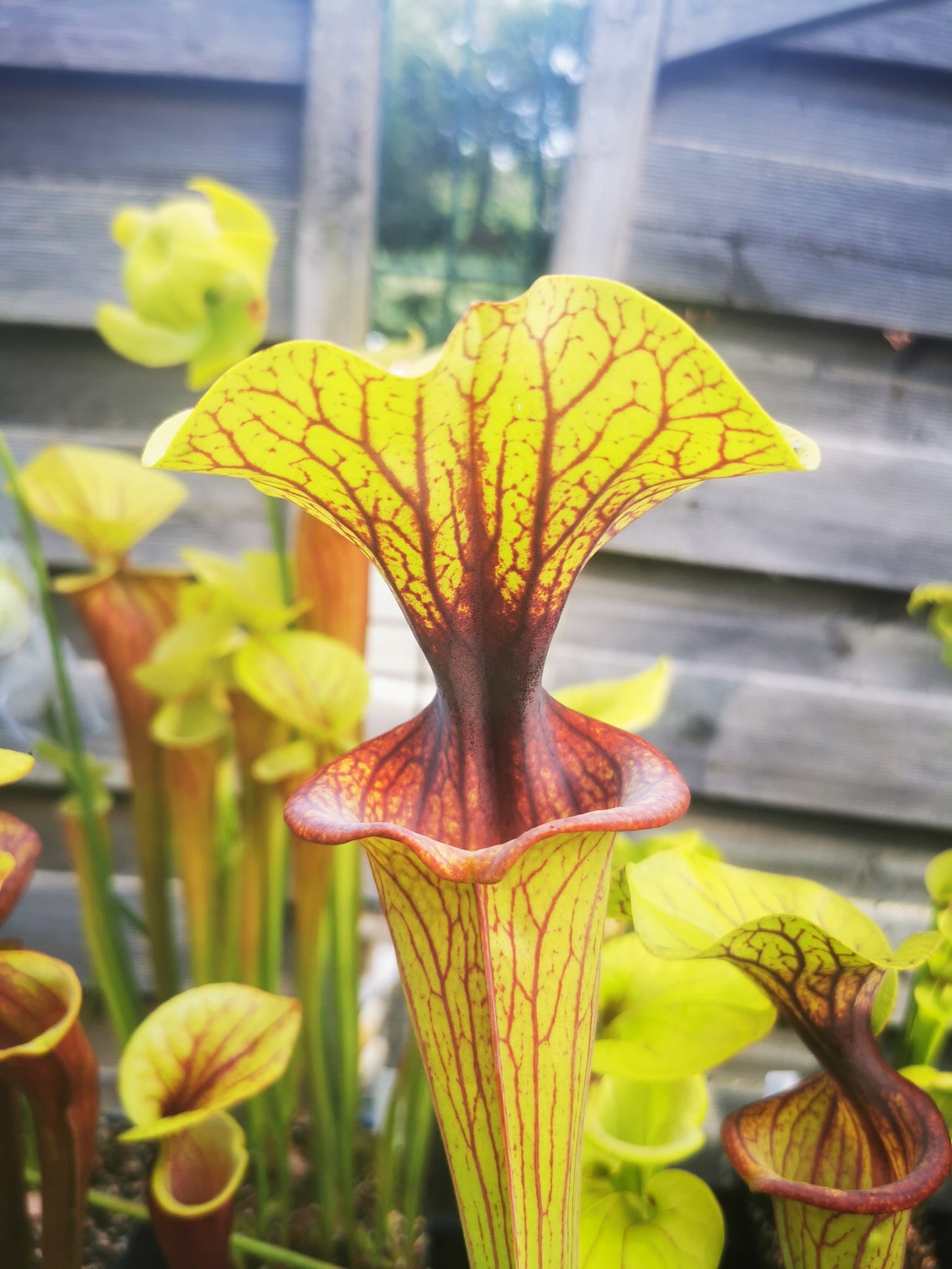 SFO02 Sarracenia flava var. ornata – „Solid Red Throat“ (F88, MK)